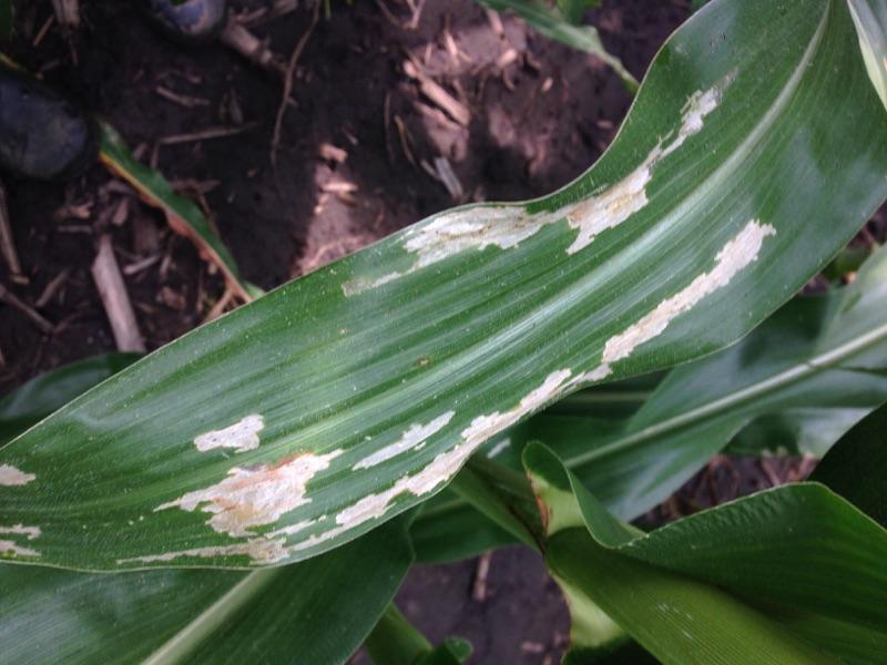 7-3-15 Rootworm leaf damage.jpg